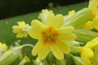 Primula x polyantha