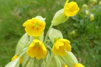 Primula veris