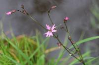 Lychnis flos-cuculi