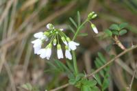 Cardamine pratensis