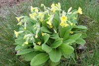 Primula x polyantha