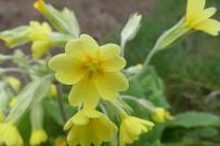 Primula x polyantha