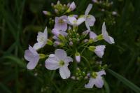 Cardamine pratensis
