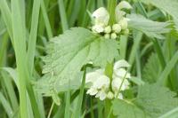 Lamium album