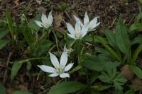 Ornithogalum divergens