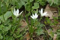 Ornithogalum divergens