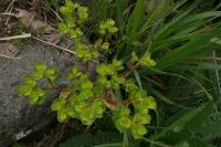Euphorbia helioscopia