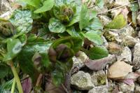Ajuga reptans