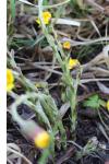 Tussilago farfara