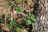 Lonicera periclymenum