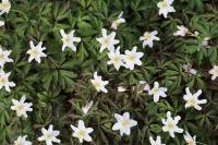 Anemone nemorosa