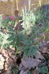 Euphorbia amygdaloides