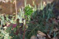 Euphorbia amygdaloides