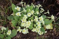 Primula vulgaris