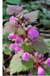 Lamium maculatum