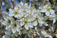 Prunus spinosa