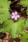 Geranium rotundifolium