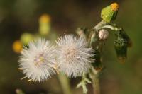 Senecio vulgaris