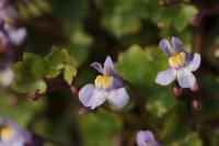 Cymbalaria muralis