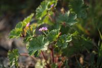 Geranium rotundifolium