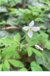 Isopyrum thalictroides