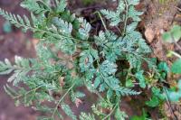 Asplenium adiantum-nigrum