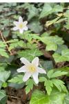 Anemone nemorosa