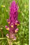 Melampyrum arvense