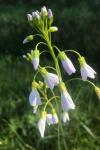 Cardamine pratensis