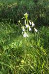 Cardamine pratensis