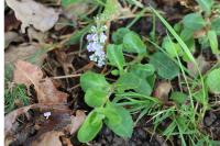 Veronica officinalis