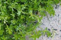 Galium murale