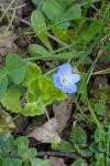 Veronica persica