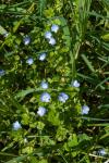 Veronica persica