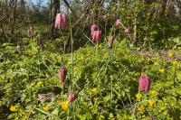 Fritillaria meleagris