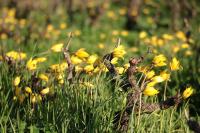Tulipa sylvestris