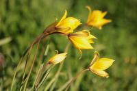 Tulipa sylvestris
