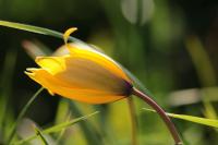 Tulipa sylvestris