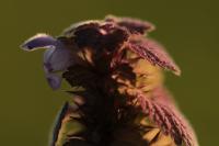Lamium purpureum