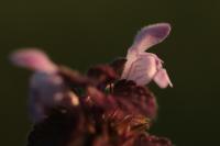 Lamium purpureum