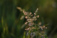 Poa annua