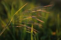 Anisantha sterilis