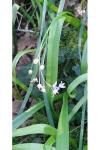 Scilla bifolia