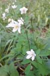 Isopyrum thalictroides