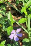 Vinca minor