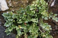 Asplenium ruta-muraria