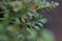 Asplenium ruta-muraria