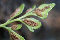 Asplenium ruta-muraria