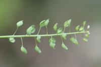 Microthlaspi perfoliatum