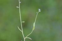 Myosotis ramosissima